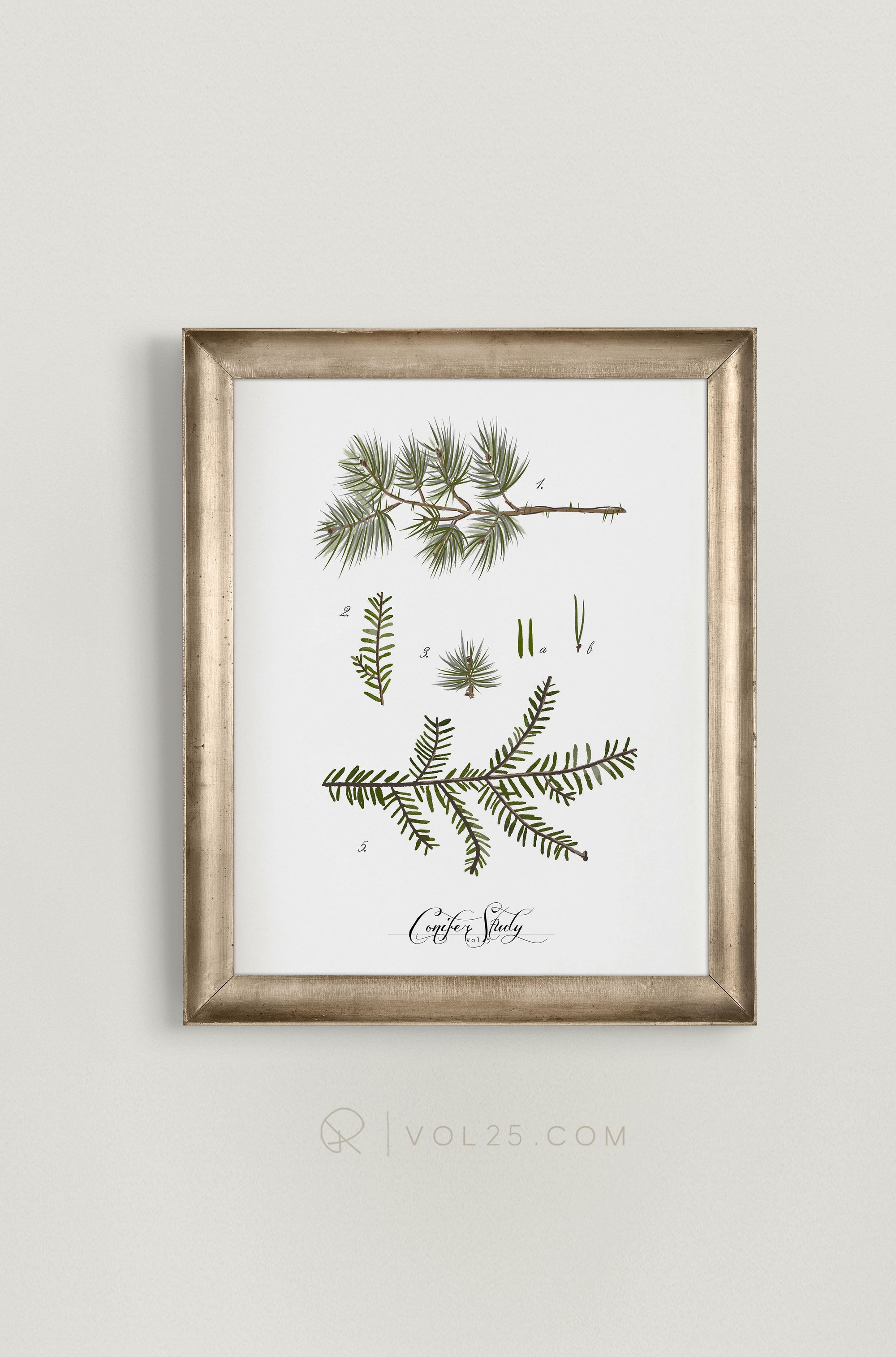 Conifer Study Vol.5 | Textured Cotton Canvas Art Print, several sizes | VOL25