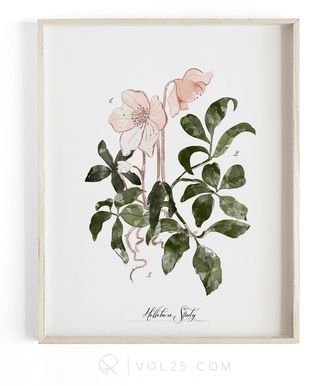 Hellebore Study vol.2 | Textured Cotton Canvas Art Print, several sizes | VOL25