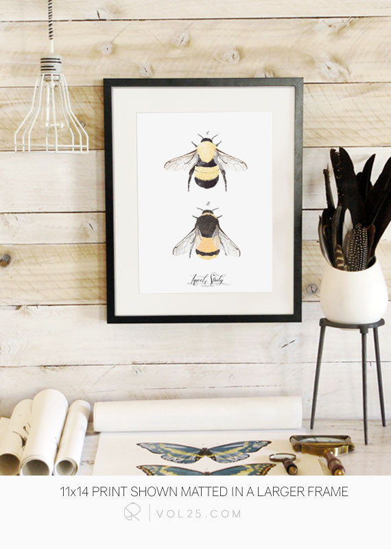 Insect Study Bumble Bee | Unique Art Decor | VOL25