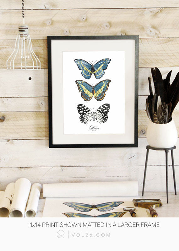 Lepidoptera Study Vol.2 | Scientific Textured Cotton Canvas Art Print in 4 Sizes | VOL25 - vol25