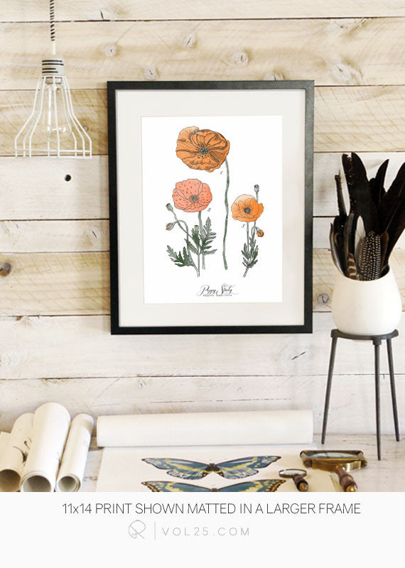 Poppy Study Vol.1 | Scientific Textured Cotton Canvas Art Print in 4 Sizes | VOL25 - vol25